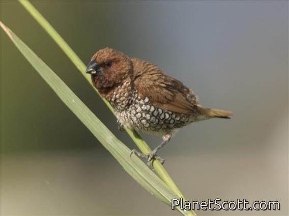 Scaly-breasted Munia (Lonchura punctulata)