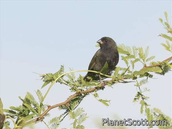 Black-faced Grassquit (Tiaris bicolor)