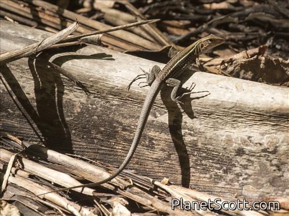 Puerto Rican Giant Ameiva (Pholidoscelis exsul)