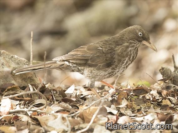 Pearly-eyed Thrasher (Margarops fuscatus)