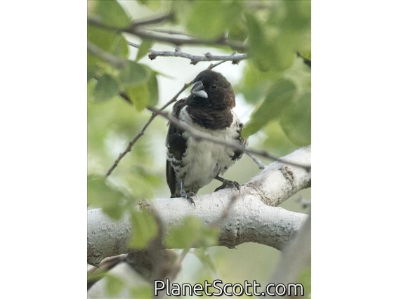 Bronze Mannikin (Spermestes cucullata)
