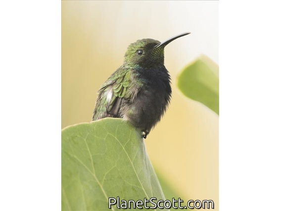 Puerto Rican Mango (Anthracothorax aurulentus)