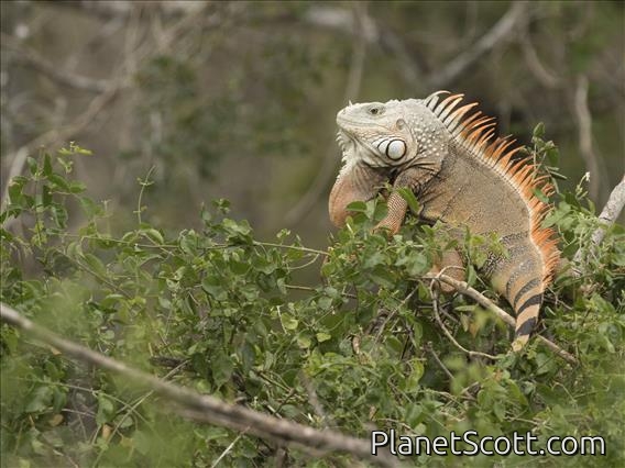 Green Iguana (Iguana iguana)
