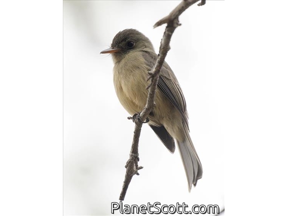 Lesser Antillean Pewee (Contopus latirostris)