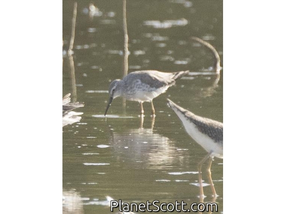 Stilt Sandpiper (Calidris himantopus)