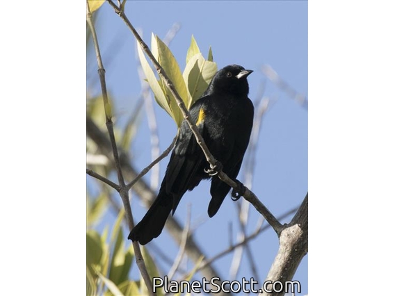 Yellow-shouldered Blackbird (Agelaius xanthomus)