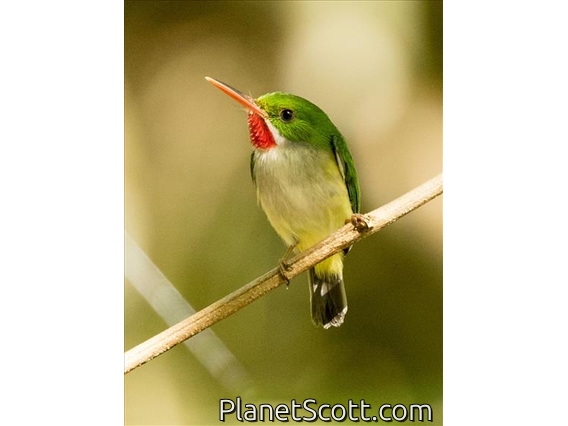Puerto Rican Tody (Todus mexicanus)