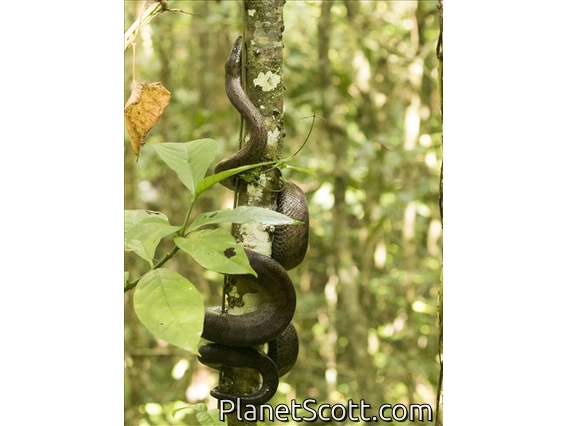 Puerto Rican Boa (Chilabothrus inornatus)
