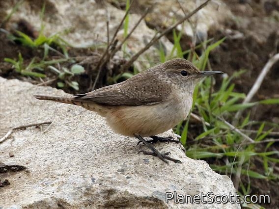 Rock Wren (Salpinctes obsoletus)
