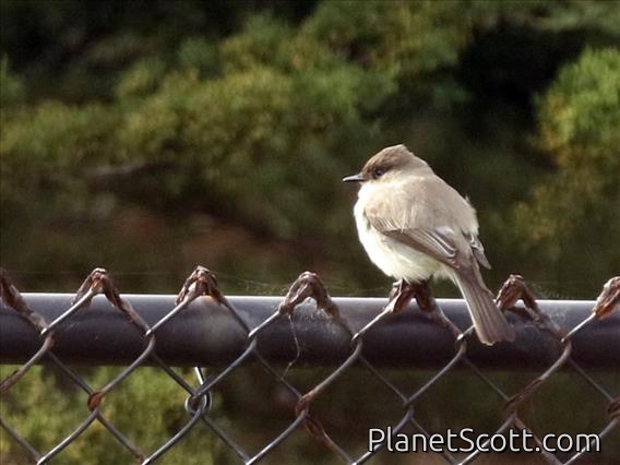 Eastern Phoebe (Sayornis phoebe)