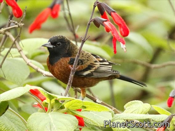 Orchard Oriole (Icterus spurius)
