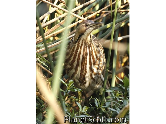 American Bittern (Botaurus lentiginosus)