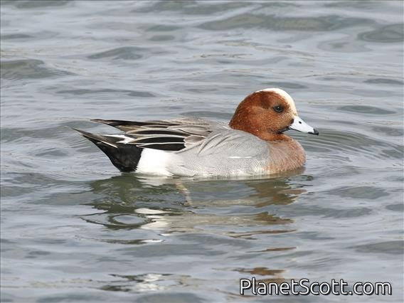 Eurasian Wigeon (Mareca penelope)