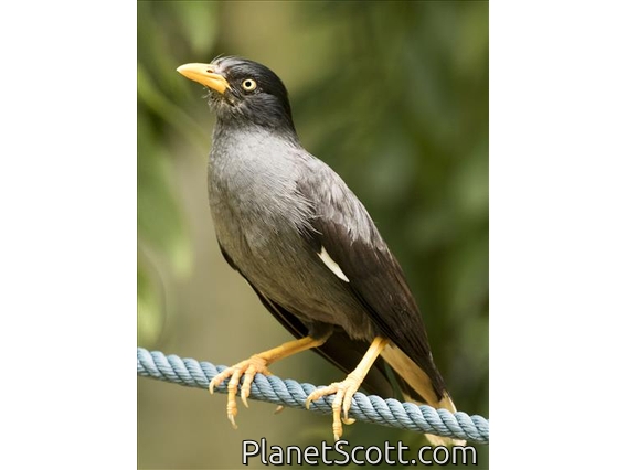 Javan Myna (Acridotheres javanicus)