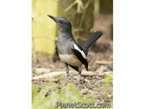 Oriental Magpie-Robin (Copsychus saularis) - Female