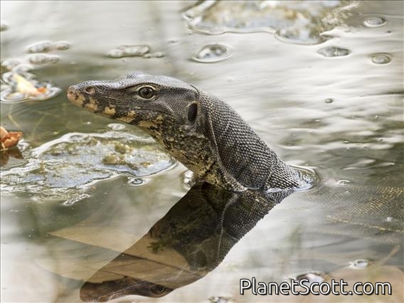 Water Monitor Lizard (Varanus salvator)