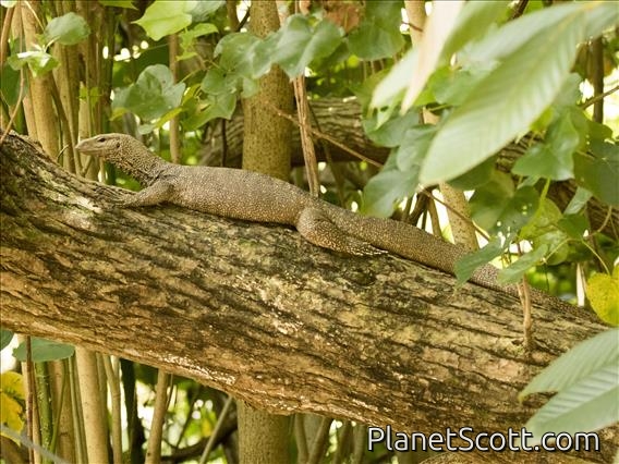 Clouded Monitor (Varanus nebulosos)