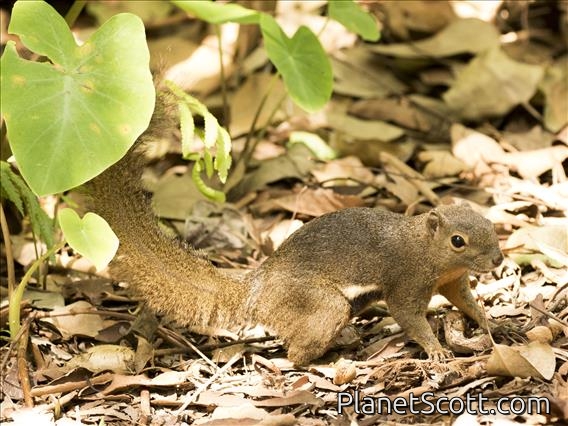 Common Red-bellied Squirrel (Callosciurus notatus)