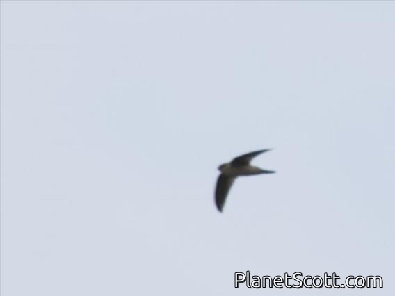 Black-nest Swiftlet (Aerodramus maximus)
