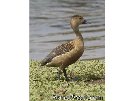 Lesser Whistling-Duck (Dendrocygna javanica)