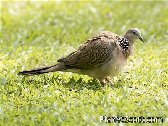 Spotted Dove (Streptopelia chinensis)