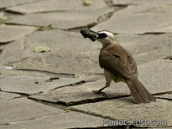 Yellow-vented Bulbul (Pycnonotus goiavier)