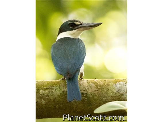 Collared Kingfisher (Todiramphus chloris)