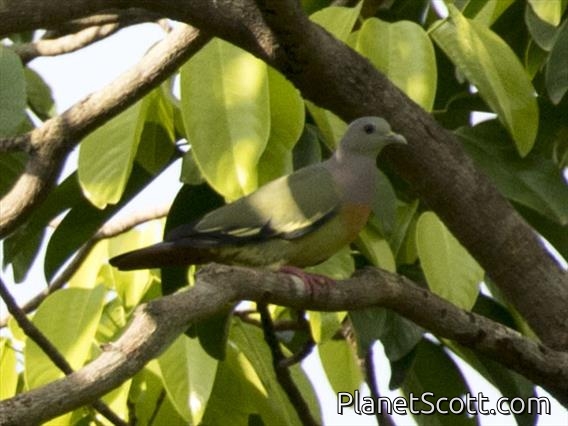 Pink-necked Pigeon (Treron vernans) - Male