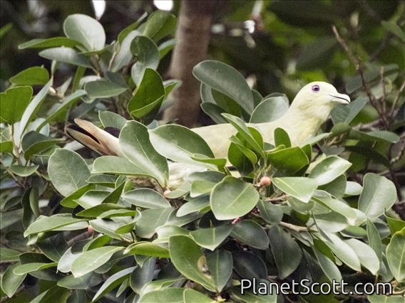 Pink-necked Pigeon (Treron vernans) - Female