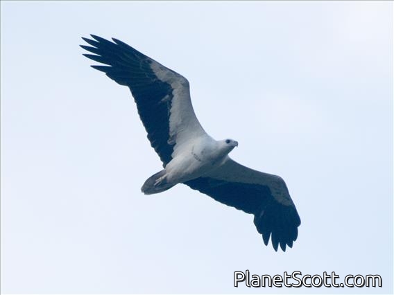 White-bellied Sea-Eagle (Haliaeetus leucogaster)