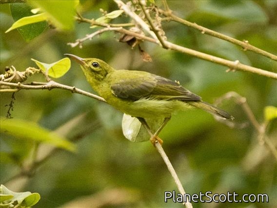 Plain-throated Sunbird (Anthreptes malacensis)