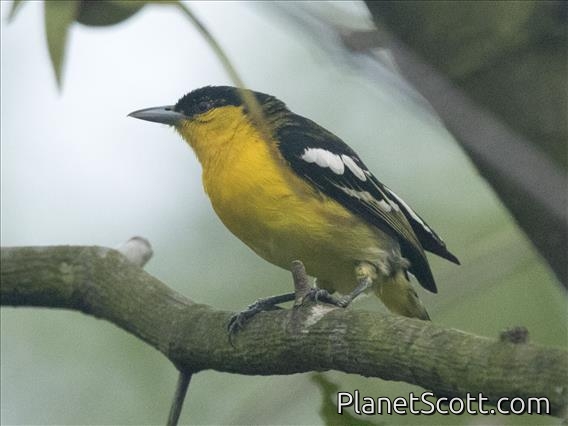 Common Iora (Aegithina tiphia)