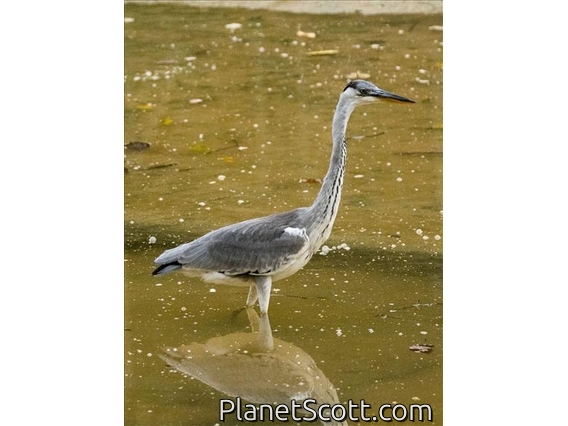 Gray Heron (Ardea cinerea)
