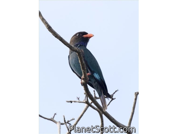 Dollarbird (Eurystomus orientalis)