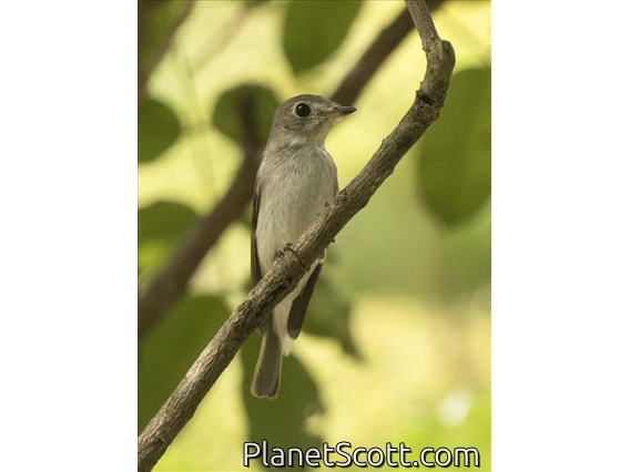 Asian Brown Flycatcher (Muscicapa dauurica)