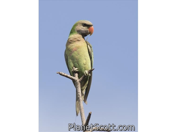 Red-breasted Parakeet (Psittacula alexandri)