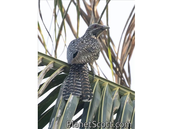 Asian Koel (Eudynamys scolopaceus) - Juvenile