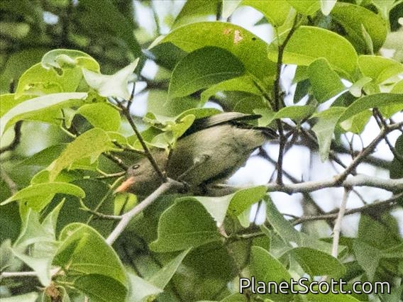 Orange-bellied Flowerpecker (Dicaeum trigonostigma) - Female