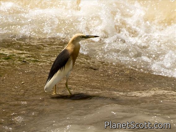 Javan Pond-Heron (Ardeola speciosa)