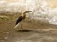 Javan Pond-Heron (Ardeola speciosa)