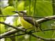 Sahul Sunbird (Cinnyris frenatus) - Indonesia