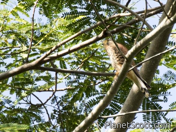 Spotted Kestrel (Falco moluccensis)