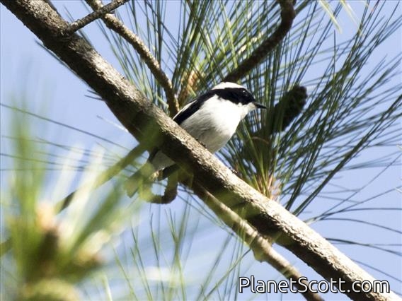 Little Pied Flycatcher (Ficedula westermanni)