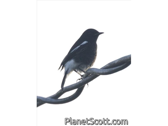 Pied Bushchat (Saxicola caprata) - Male