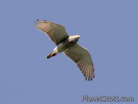 Gray-faced Buzzard (Butastur indicus)