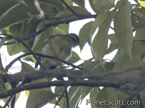 Sulawesi Leaf-Warbler (Phylloscopus sarasinorum)