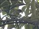 Sulawesi Leaf-Warbler (Phylloscopus sarasinorum)