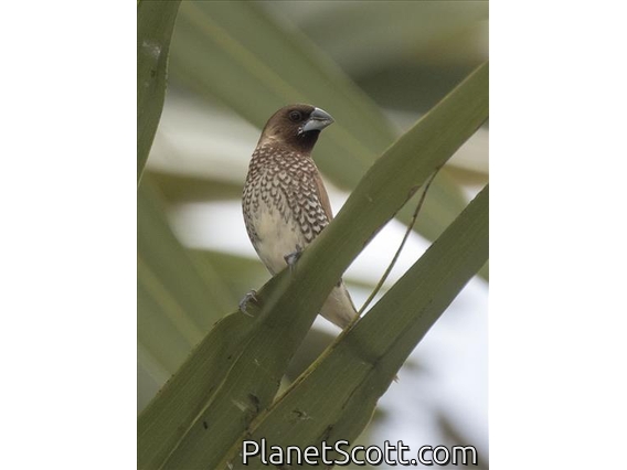 Scaly-breasted Munia (Lonchura punctulata)