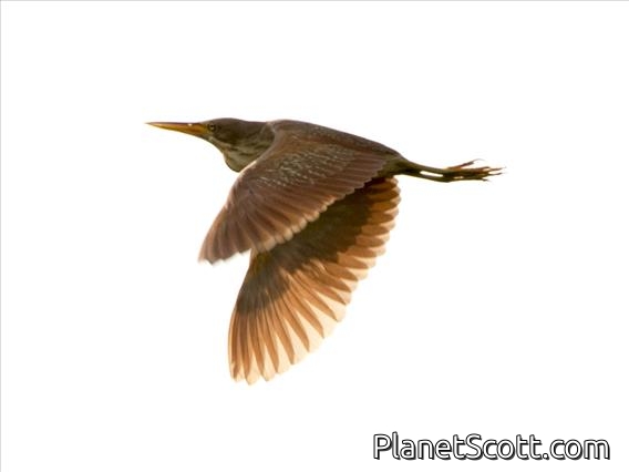 Cinnamon Bittern (Ixobrychus cinnamomeus)