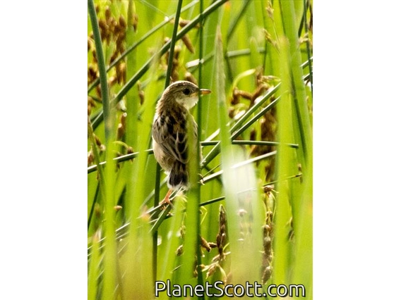 Zitting Cisticola (Cisticola juncidis)